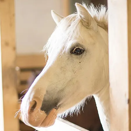 Schuette Muehle Apartman