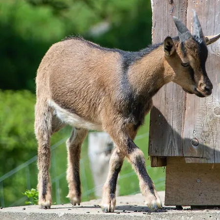 Schuette Muehle Apartman