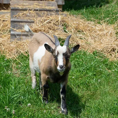 Apartman Schuette Muehle Schmallenberg