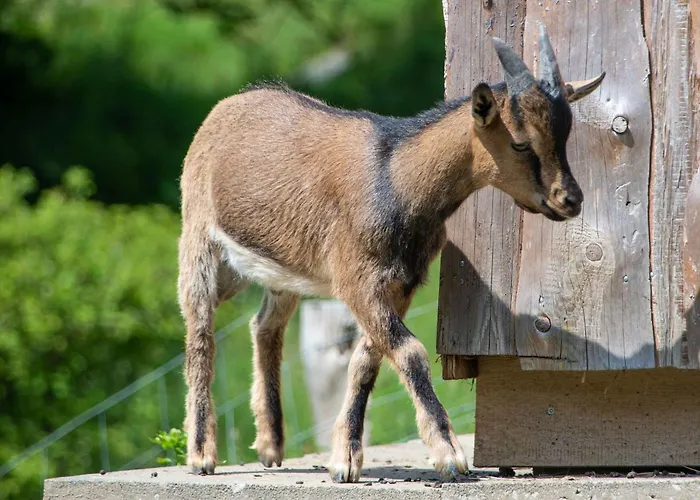 Schuette Muehle Apartment